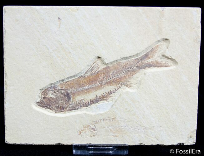 Inch Double Knightia Fossil Fish #2560